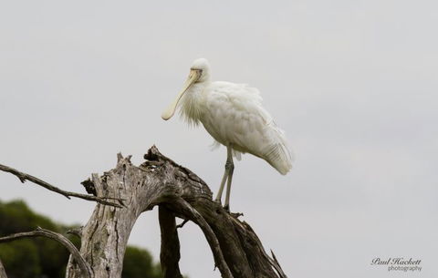 Melbourne Birding Tours - Accommodation Great Ocean Road 2