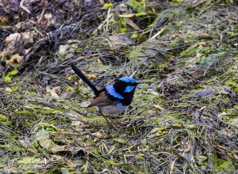Melbourne Birding Tours - Accommodation Great Ocean Road 9