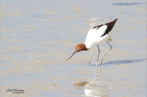 Melbourne Birding Tours - Accommodation Great Ocean Road 12