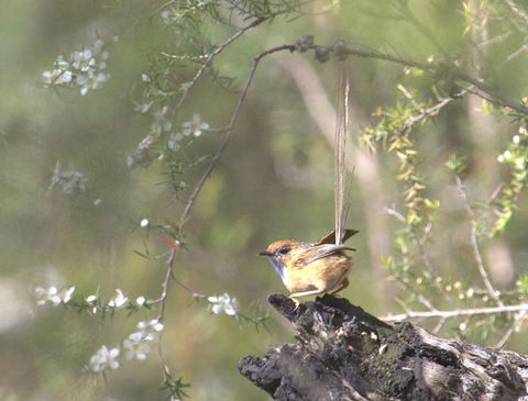 Melbourne Birding Tours - Accommodation Great Ocean Road 15