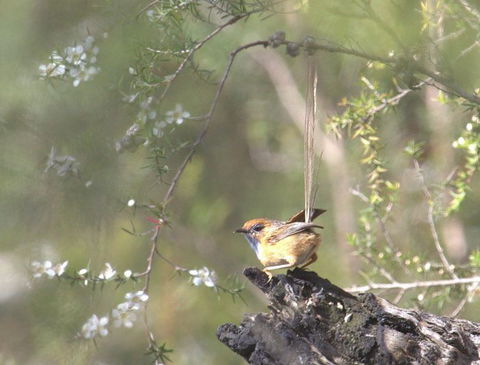 Melbourne Birding Tours - Accommodation Great Ocean Road 16