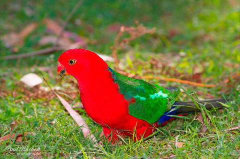 Melbourne Birding Tours - Accommodation Great Ocean Road 20