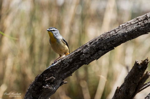 Melbourne Birding Tours - Accommodation Great Ocean Road 22