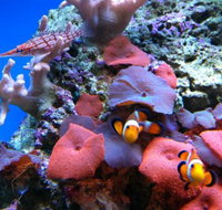 Tropical Marine Centre - Accommodation Great Ocean Road