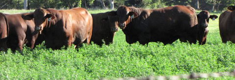 Quirindi Grain And Produce - Accommodation Great Ocean Road 3