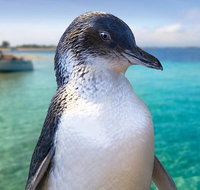 Full-Day Penguin Island  Fremantle Town - Accommodation Great Ocean Road