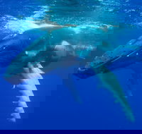 Dunsborough Whale Watching Eco Tour - Accommodation Great Ocean Road