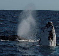 Perth Whale-Watching Cruise from Hillarys Boat Harbour - Accommodation Great Ocean Road