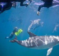 Swim with Wild Dolphins - Accommodation Great Ocean Road