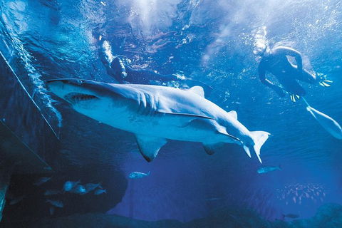 AQWA The Aquarium Of Western Australia: General Admission - Accommodation Great Ocean Road 9