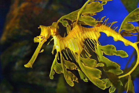AQWA The Aquarium Of Western Australia: General Admission - Accommodation Great Ocean Road 13