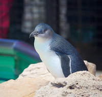 Full-Day Penguin Island  Mandurah Canal Cruise - Accommodation Great Ocean Road