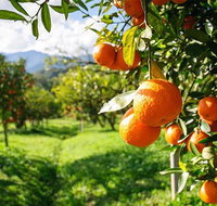 Full-Day Swan Valley Wildlife Park Winery  Fruit Orchard - Accommodation Great Ocean Road