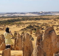 Full-Day Pinnacles Sandboarding and Yanchep National Park from Perth - Accommodation Great Ocean Road