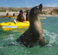 Penguin and Seal Island Kayak Tour - Accommodation Great Ocean Road