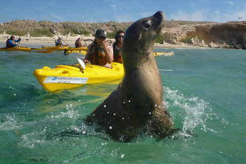 Penguin And Seal Island Kayak Tour - Accommodation Great Ocean Road 0