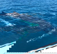 Busselton Whale Watching - Accommodation Great Ocean Road