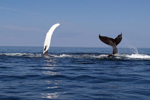 Busselton Whale Watching - Accommodation Great Ocean Road 1