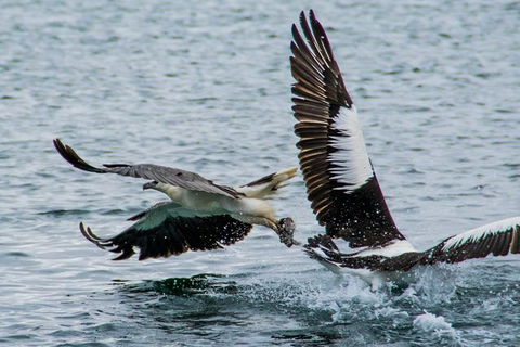 Albany Wildlife And Scenic Cruise - Accommodation Great Ocean Road 4
