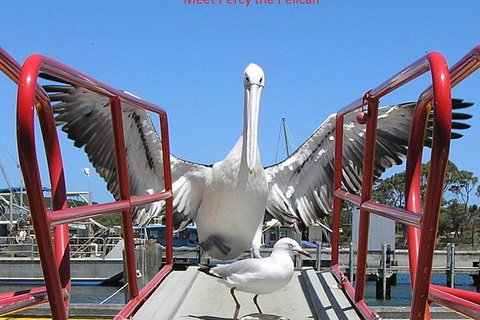 Kalgan Queen Scenic Cruises A Four Hour Sheltered Water Wildlife Tour Daily Fun. - Accommodation Great Ocean Road 4