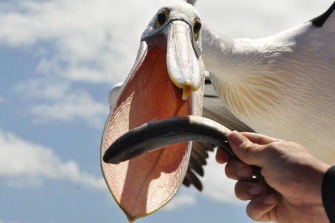 Kalgan Queen Scenic Cruises A Four Hour Sheltered Water Wildlife Tour Daily Fun. - Accommodation Great Ocean Road 5