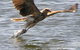 Kalgan Queen Scenic Cruises A Four Hour Sheltered Water Wildlife Tour Daily Fun. - thumb 6
