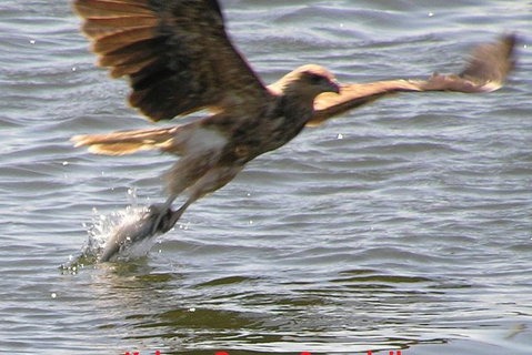 Kalgan Queen Scenic Cruises A Four Hour Sheltered Water Wildlife Tour Daily Fun. - Accommodation Great Ocean Road 6