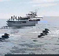 Busselton Whale Watching Eco Tour - Accommodation Great Ocean Road