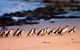 Phillip Island Penguin Parade Entry And Express Shuttle From Melbourne - thumb 0