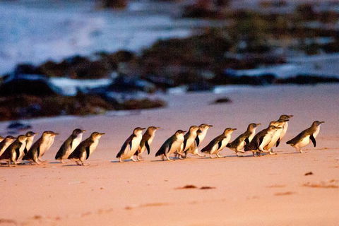 Phillip Island Penguin Parade Entry And Express Shuttle From Melbourne - Accommodation Great Ocean Road 0