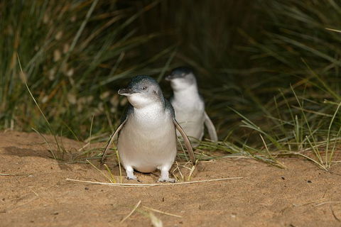 Small-Group Phillip Island Day Trip From Melbourne With Penguin Plus Viewing - Accommodation Great Ocean Road 1