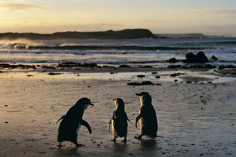 Small-Group Phillip Island Day Trip From Melbourne With Penguin Plus Viewing - Accommodation Great Ocean Road 15
