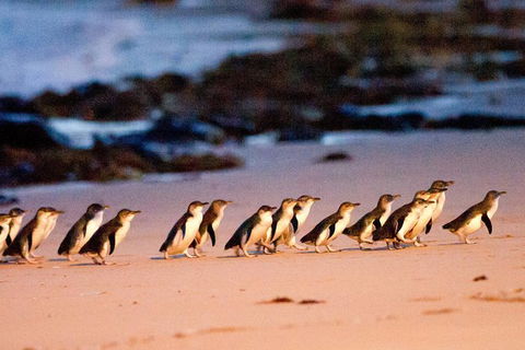 Small-Group Phillip Island Day Trip From Melbourne With Penguin Plus Viewing - Accommodation Great Ocean Road 13