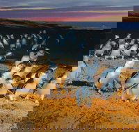 Phillip Island Tour from Melbourne - Accommodation Great Ocean Road