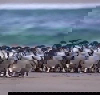 Premium Penguin Express Tour from Melbourne - Accommodation Great Ocean Road