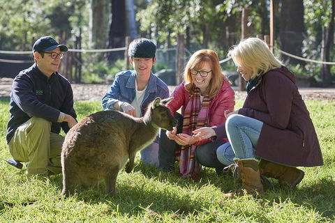 Australian Wildlife Experience At Healesville Sanctuary - Accommodation Great Ocean Road 0