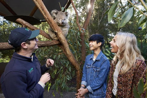 Australian Wildlife Experience At Healesville Sanctuary - Accommodation Great Ocean Road 1