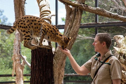 African Cat Encounter At Werribee Open Range Zoo - Accommodation Great Ocean Road 1