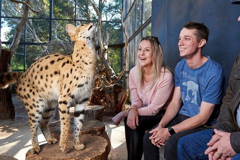 African Cat Encounter At Werribee Open Range Zoo - Accommodation Great Ocean Road 5