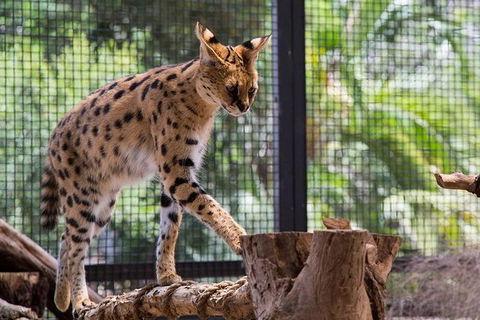 African Cat Encounter At Werribee Open Range Zoo - Accommodation Great Ocean Road 2