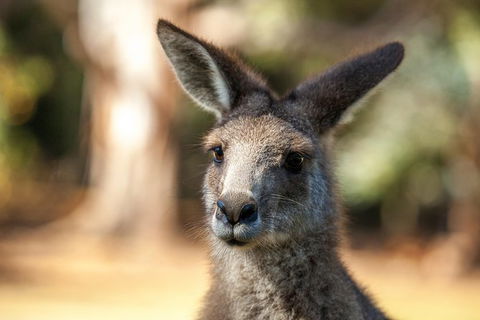 Port Arthur And Tassie Devils Active Day Tour From Hobart - Accommodation Great Ocean Road 12