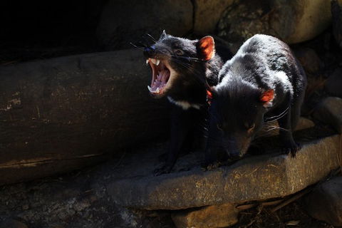 Port Arthur And Tassie Devils Active Day Tour From Hobart - Accommodation Great Ocean Road 5