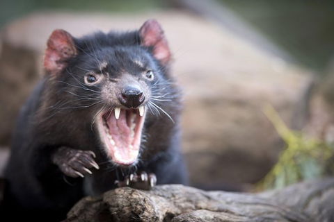 Port Arthur And Tassie Devils Active Day Tour From Hobart - Accommodation Great Ocean Road 2