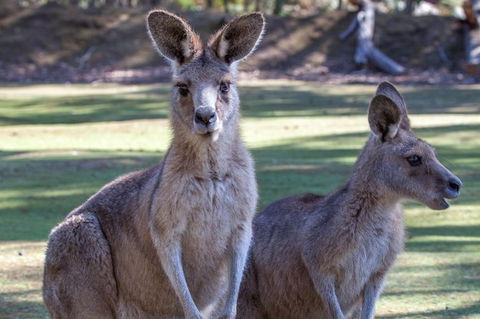 Port Arthur And Tassie Devils Active Day Tour From Hobart - Accommodation Great Ocean Road 10