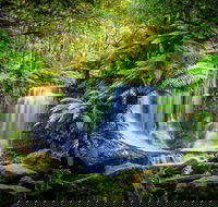 Day Tour in Mt. Field Mt. Wellington Bonorong Wildlife Sanctuary and Richmond - Accommodation Great Ocean Road