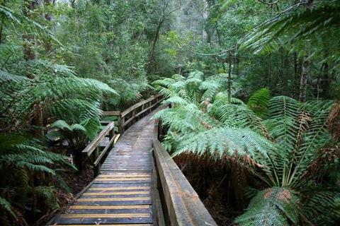 Small-group DayTour From Hobart: Hastings Caves, Huon Valley And Tahune AirWalk - Accommodation Great Ocean Road 0