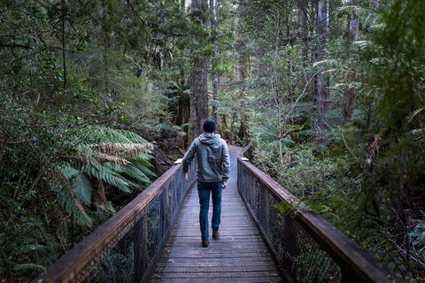 Small-group DayTour From Hobart: Hastings Caves, Huon Valley And Tahune AirWalk - Accommodation Great Ocean Road 11