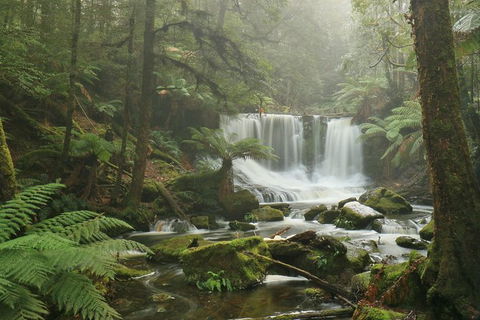 Mt Field National Park Active Day-Trip Including Bonorong And Mt Wellington - Accommodation Great Ocean Road 10