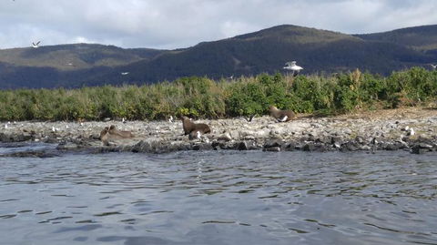 Fresh From The Ocean: Tasmanian Seafood Gourmet Full-Day Cruise Including Lunch - Accommodation Great Ocean Road 11