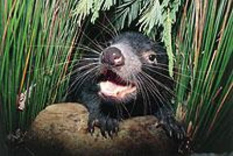 Hobart Shore Excursion: Half Day Bonorong Wildlife Park With Richmond Tour - Accommodation Great Ocean Road 0